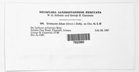 Uromyces viciae-fabae image